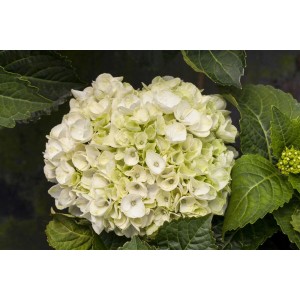 Nahaufnahme der weißen Hortensie 'Everbloom White Wonder' mit grünen Blättern. Blühende Zimmerpflanze.