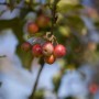Zweig des Zierapfel 'Red Sentinel' mit roten Früchten. Hausbaum für Garten und Kübel.