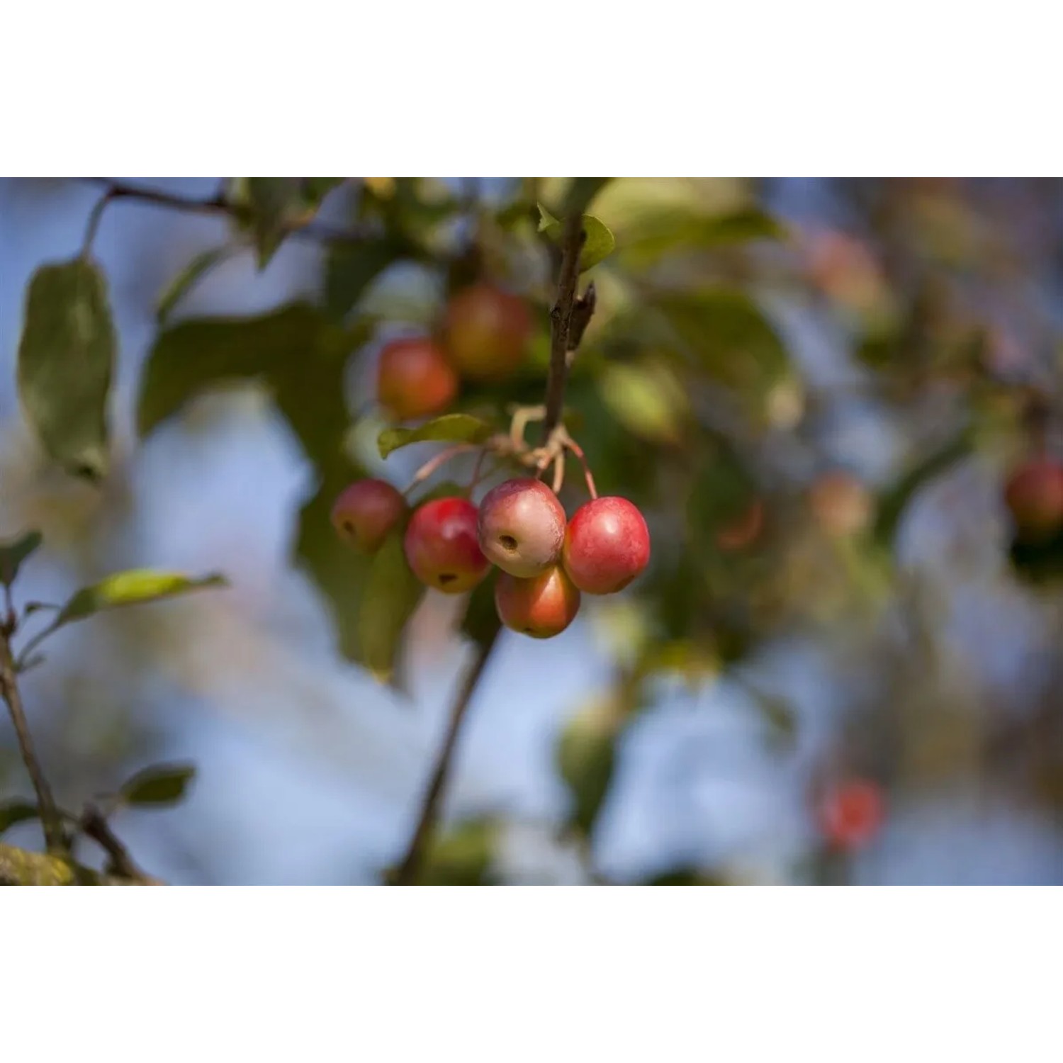 Zweig des Zierapfel 'Red Sentinel' mit roten Früchten. Hausbaum für Garten und Kübel.