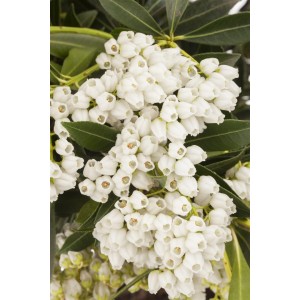 Nahaufnahme der weißen Blüten der Japanischen Lavendelheide 'Debutante'.