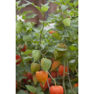 Lampionblume (Physalis alkekengi) im Topf mit orangefarbenen Lampions und grünen Blättern.