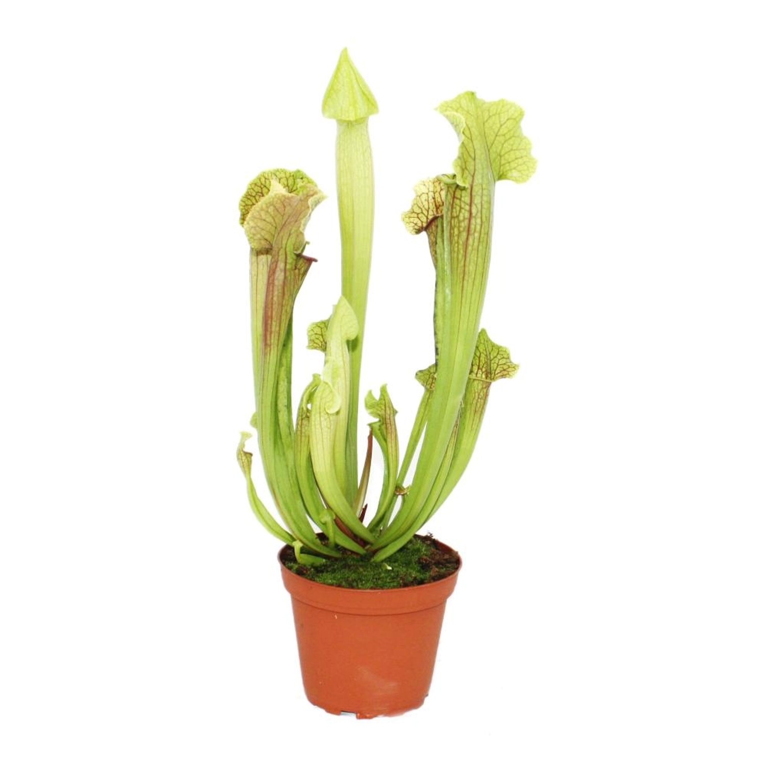 Exotenherz Schlauchpflanze Sarracenia Groß 12cm Topf günstig online kaufen