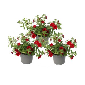 Set aus 3 roten Zauberglöckchen (Calibrachoa) im 12cm Topf, ideal für Hängeampeln und Balkonkästen.