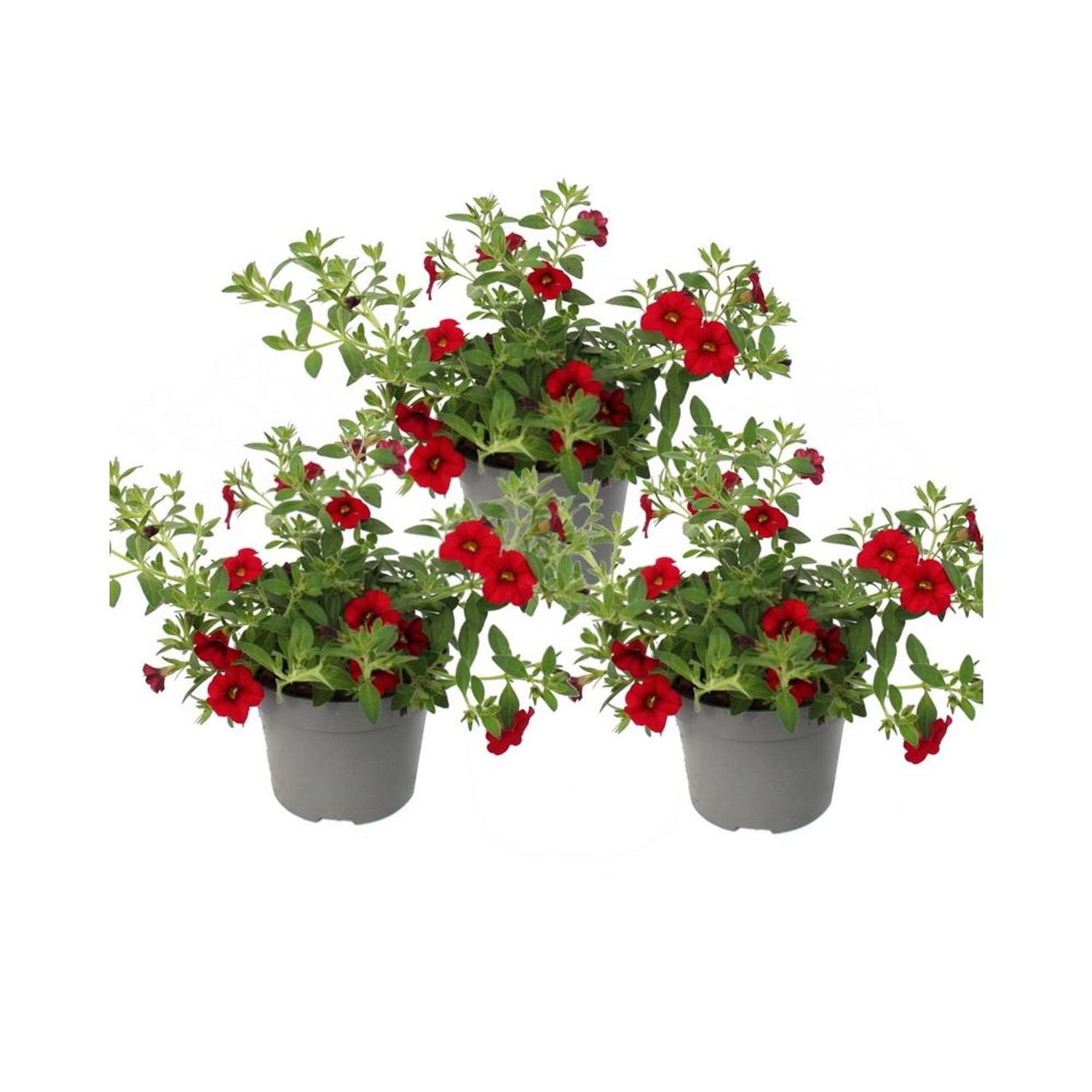 Exotenherz Zauberglöckchen Minihängepetunie Calibrachoa 12cm Topf Set mit 3 Pflanzen Rot
