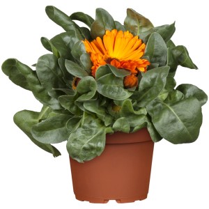 Ringelblume Gelb-Orange im Topf, Calendula officinalis, eine farbenfrohe Beet- und Topfpflanze für Garten und Balkon.