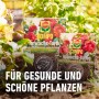 Compo Wurzel-Turbo 700g Packung für besseres Anwachsen von Pflanzen und ein starkes Wurzelsystem.