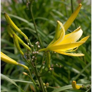 Gelbe Dufttaglilie (Hemerocallis citrina) im Detail. Elegante Staude für den Garten.