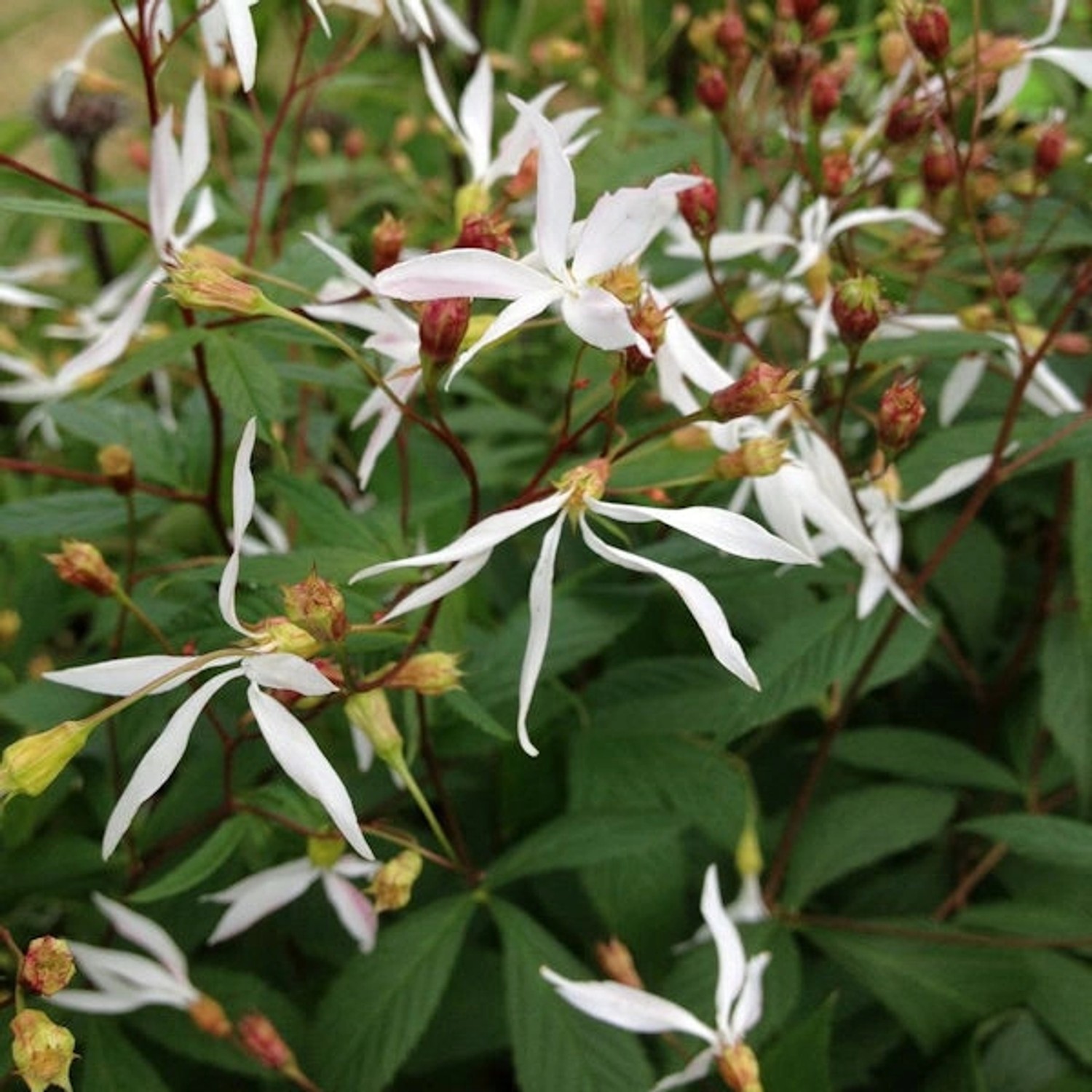 Dreiblattspiere - Gillenia trifoliata günstig online kaufen