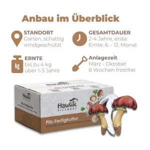 Hawlik Pilzbrut Braunkappe Pilzbeet-Set mit Substrat, Dübeln und Anleitung.