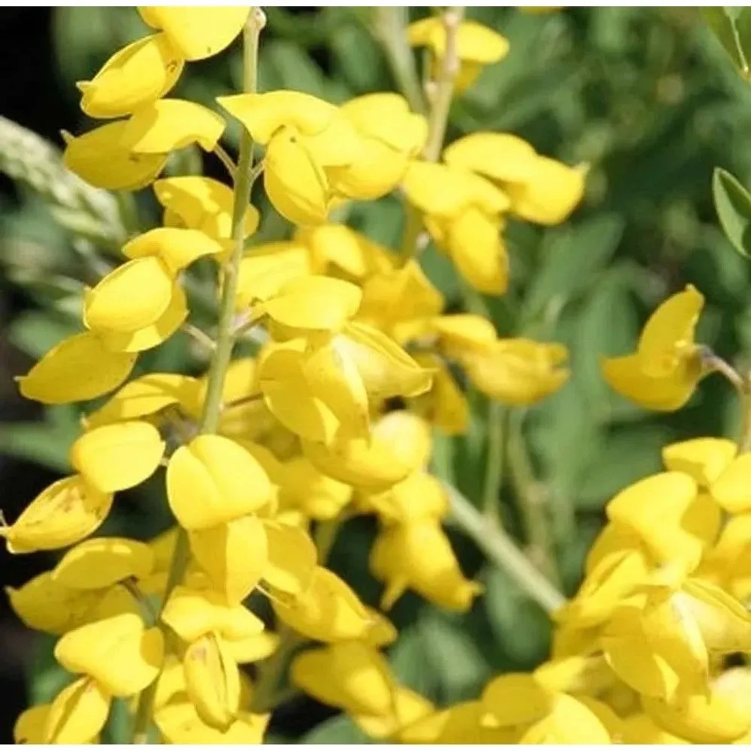 Schwärzender Ginster Cyni 20-30cm - Cytisus nigricans