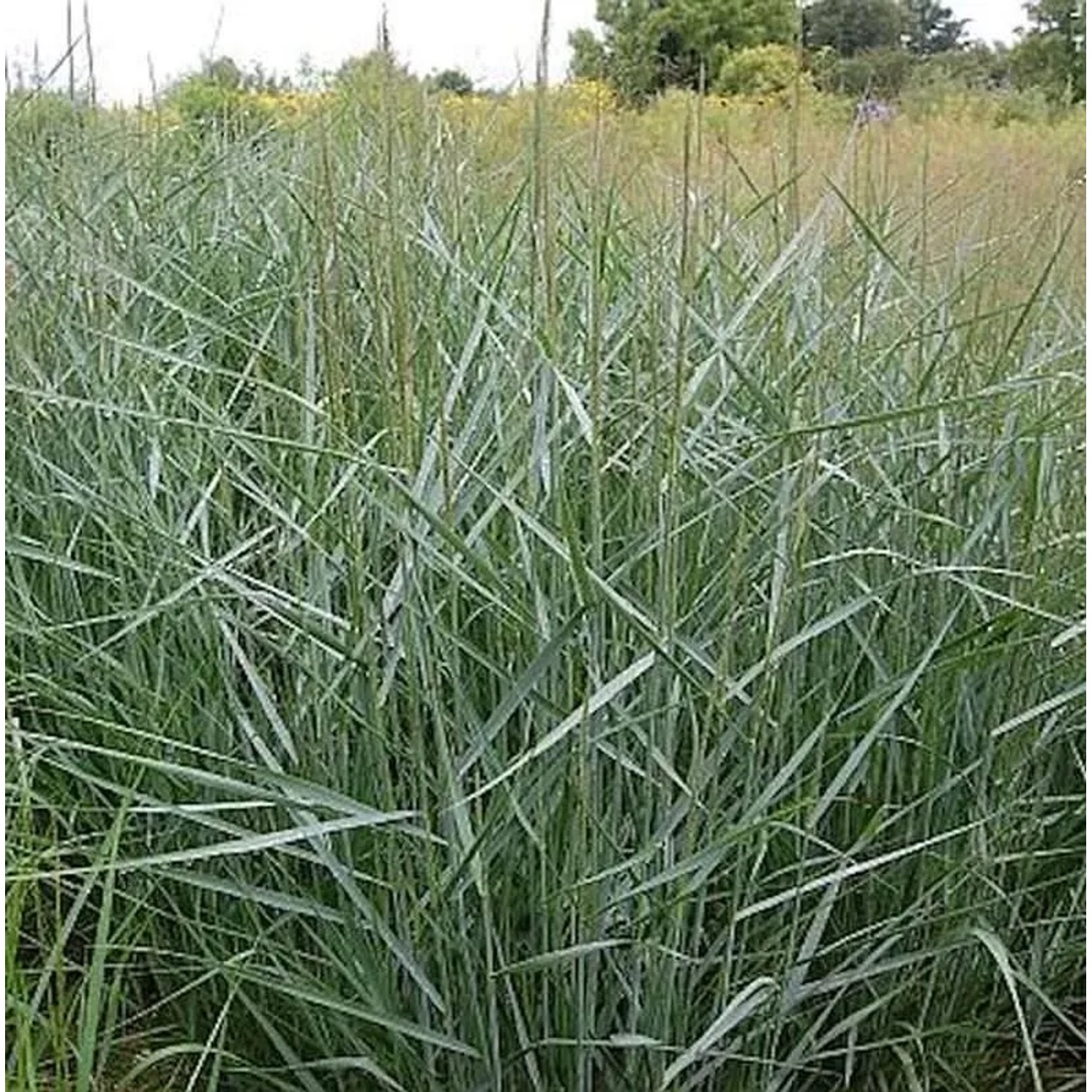 Rutenhirse Prairie Sky - Panicum virgatum