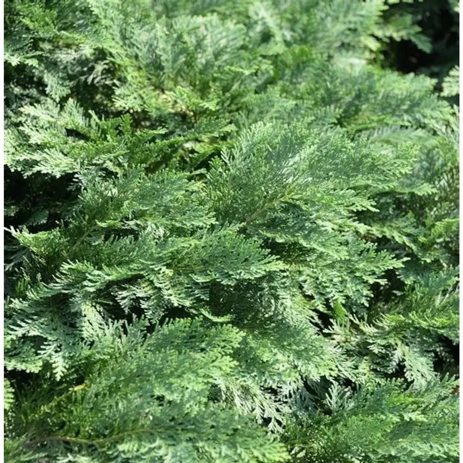 Hochstamm Scheinzypresse Nidiformis 60-80cm - Chamaecyparis,awsoniana