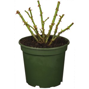 Gartenrose im Topf (ca. 2 l) mit grünen Trieben und roten Dornen, bereit für Beet oder Kübel.