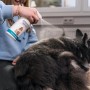 Anwendung von GreenHero Haustierpflege Spray gegen Juckreiz auf Hundefell.