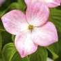 Nahaufnahme einer rosa Blüte des Japanischen Blumen-Hartriegels (Cornus Kousa Satomi).