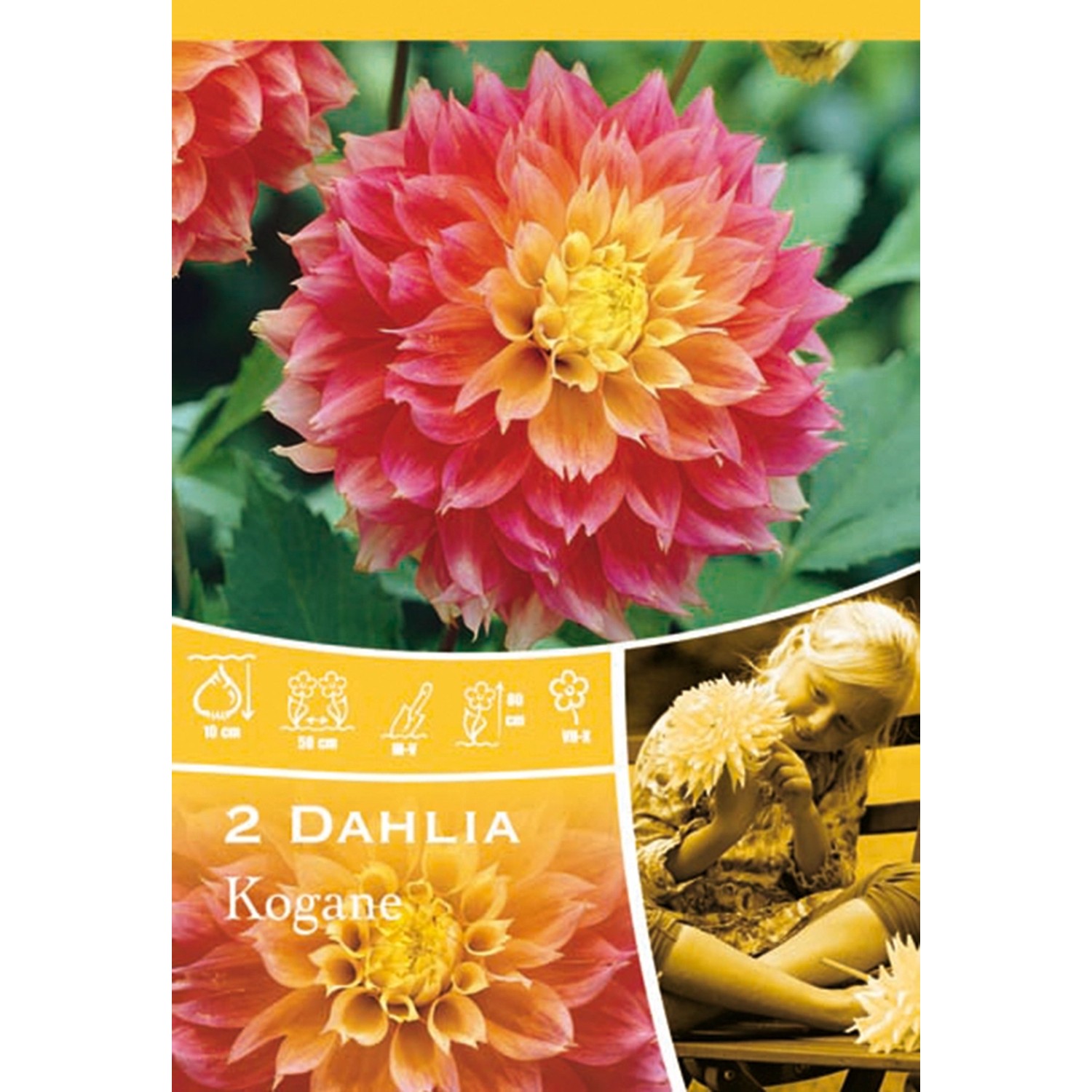 Dahlien "Kogane" Rosa kaufen bei OBI