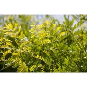 Goldene Blätter der Gold-Gleditschie (Gleditsia Triacanthos Sunburst), Hausbaum für sonnige Standorte.