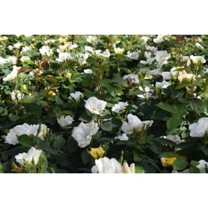 Beetrose Knock Out mit weißen Blüten im Beet, ca. 25-30 cm hoch.