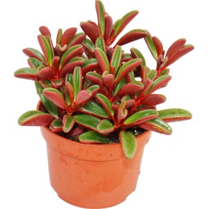 Rotblättriger Zwergpfeffer (Peperomia graveolens) im Topf, eine dekorative Sukkulente mit roten Blättern.