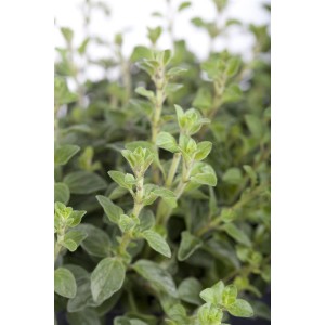 Frischer Echter Dost (Oregano) im 9x9 cm Topf. Die grüne Staude ist ideal für Kräutergärten.