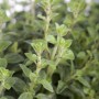 Frischer Echter Dost (Oregano) im 9x9 cm Topf. Die grüne Staude ist ideal für Kräutergärten.