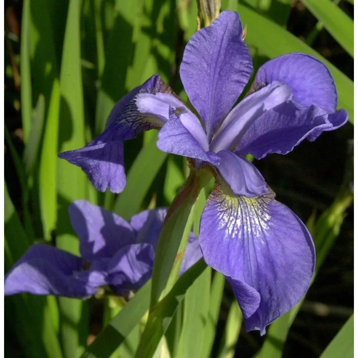 Sibirische Schwertlilie My Love - Iris sibirica