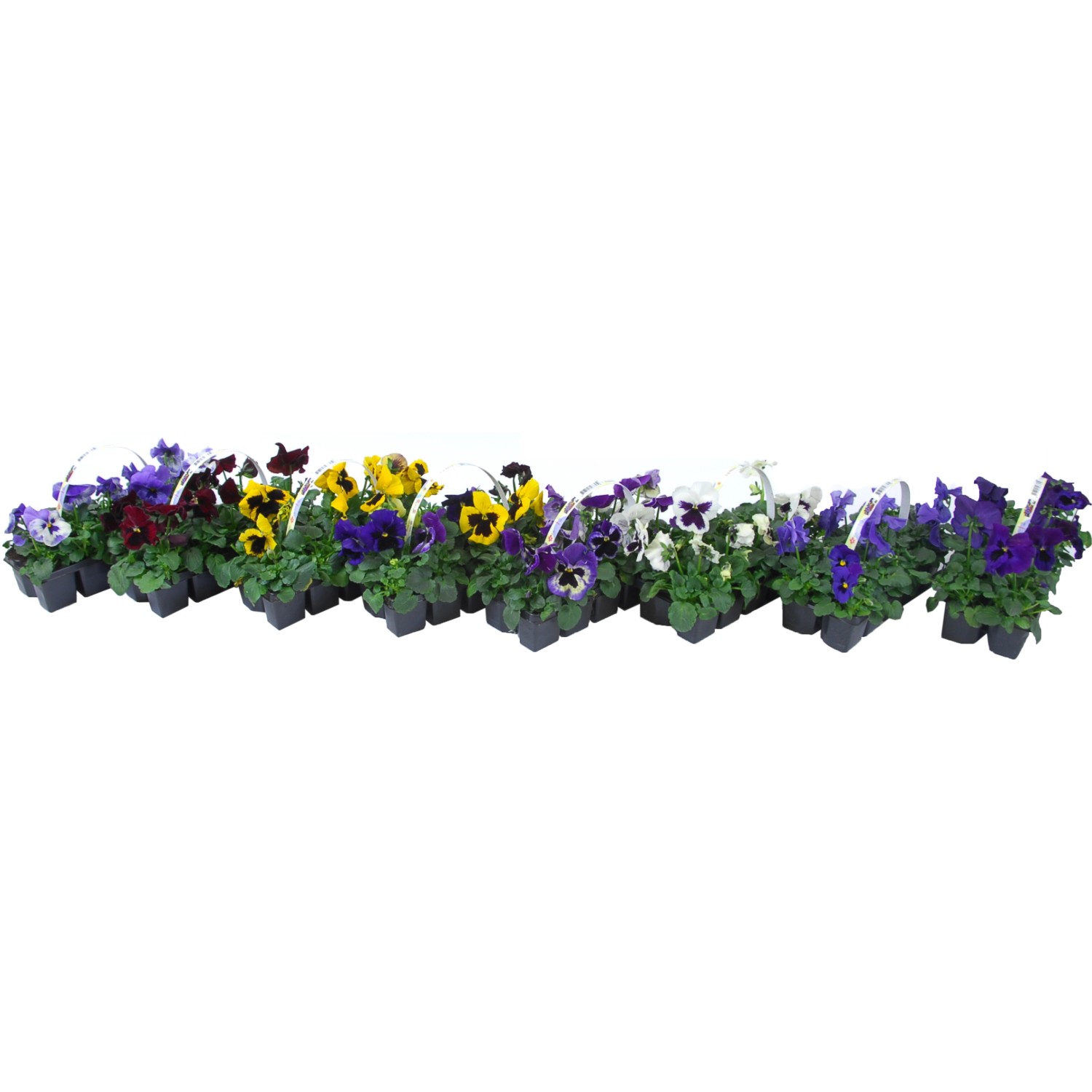 Hornveilchen verschiedene Farben Höhe ca. 10 15 cm 10er Pack Viola