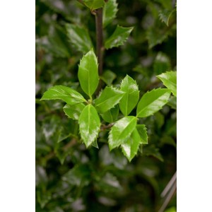 Detailaufnahme der grünen Blätter der Ilex meserveae 'Heckenstar' Heckenpflanze.