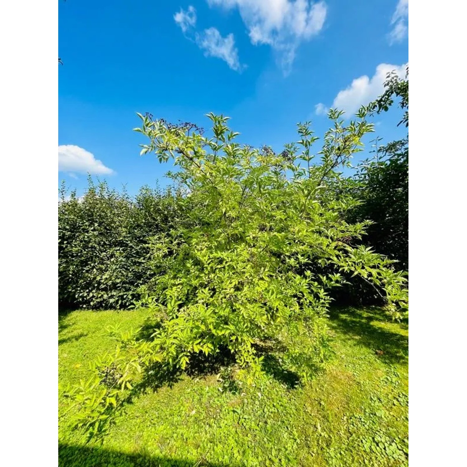 Baumfink Schwarzer Holunder Topfpflanze, ca. 1m hoch, mit dunklen Beeren im Garten.