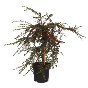 Zwergmispel 'Boer' im Topf, ca. 60 cm hoch, mit roten Beeren. Cotoneaster praecox.