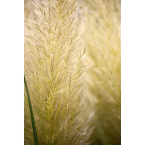 Detailaufnahme des silberweissen Blütenstand vom Cortaderia Evita Pampasgras.