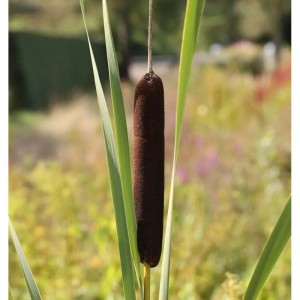 Feinblättriger Rohrkolben - Typha gracilis