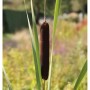 Feinblättriger Rohrkolben - Typha gracilis
