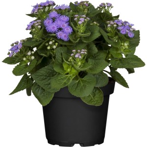 Blauer Leberbalsam (Ageratum) im Topf, ca. 9 cm Durchmesser. Balkonpflanze mit blau-violetten Blüten.