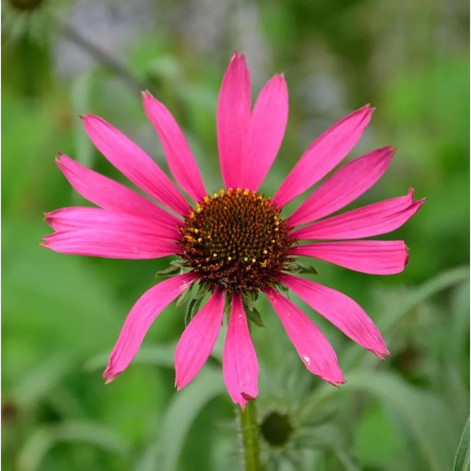 Sonnenhut Rocky Top - Echinacea tennesseensis