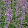 Blühende Katzenminze 'Six Hills Giant' (Nepeta faassenii) im Garten, lila Blütenstände.