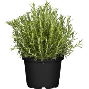 Italienisches Kräuter-Set: Oregano, Thymian, Rosmarin im Topf, ca. 13cm Ø.