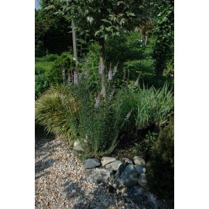 Foto von blühendem Purpur Leinkraut (Linaria Purpurea) im Garten, ca. 9x9 cm Topf.