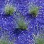 Blaugrüner Blauschwingel 'Azurit' (Festuca Cinerea) im 9x9 cm Topf auf blauen Steinen.