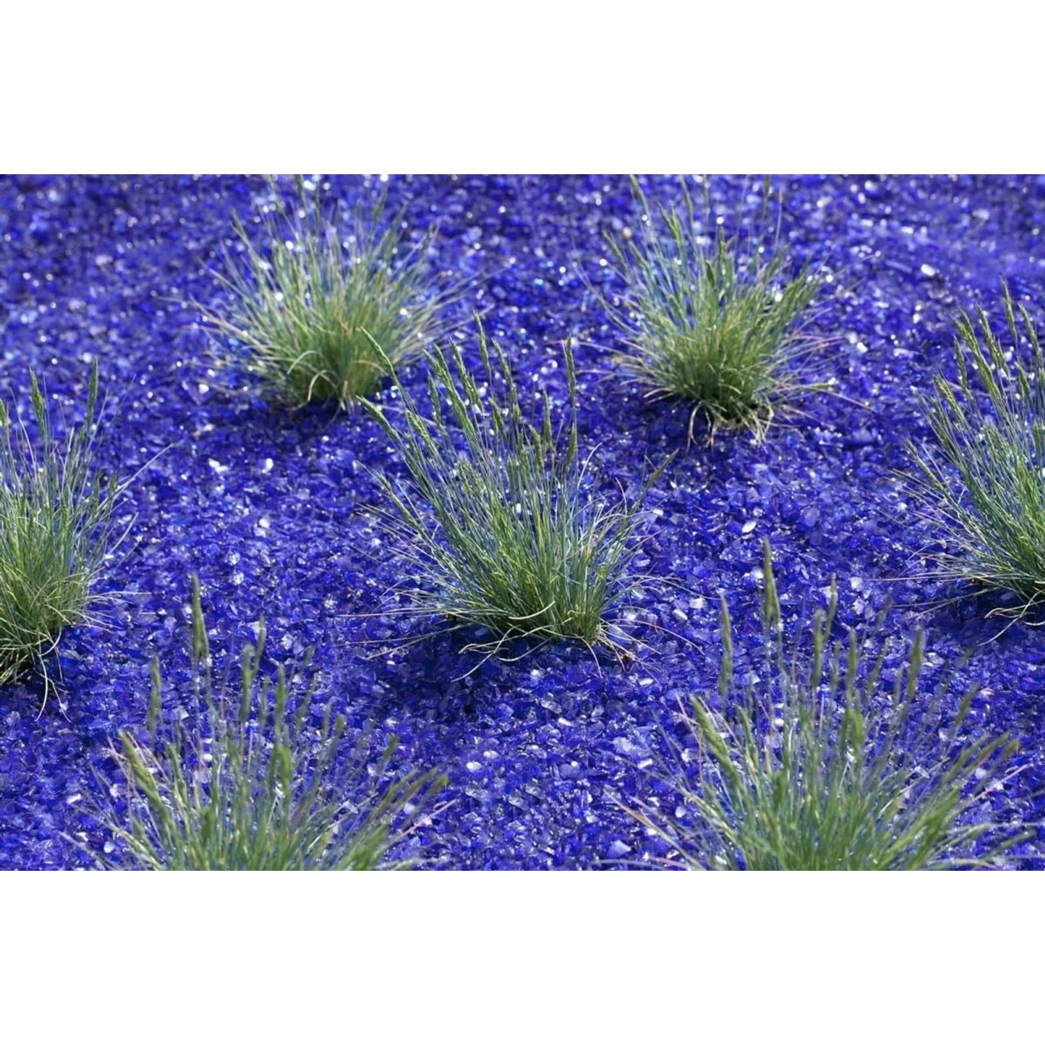 Blaugrüner Blauschwingel 'Azurit' (Festuca Cinerea) im 9x9 cm Topf auf blauen Steinen.
