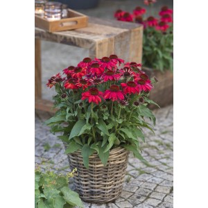 Scheinsonnenhut Vintage Rosa im Topf, ca. 19 cm Ø. Echinacea purpurea mit rosafarbenen Blüten.