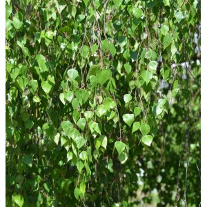 Trauerbirke (Betula pendula) mit grünen Blättern, herabhängende Äste. Zierstrauch für den Garten.