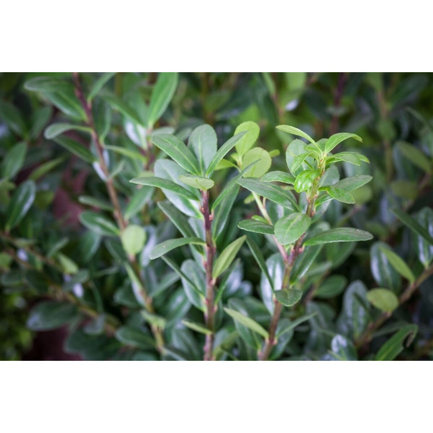 Ilex crenata Dark Hedge 25-30 cm günstig online kaufen
