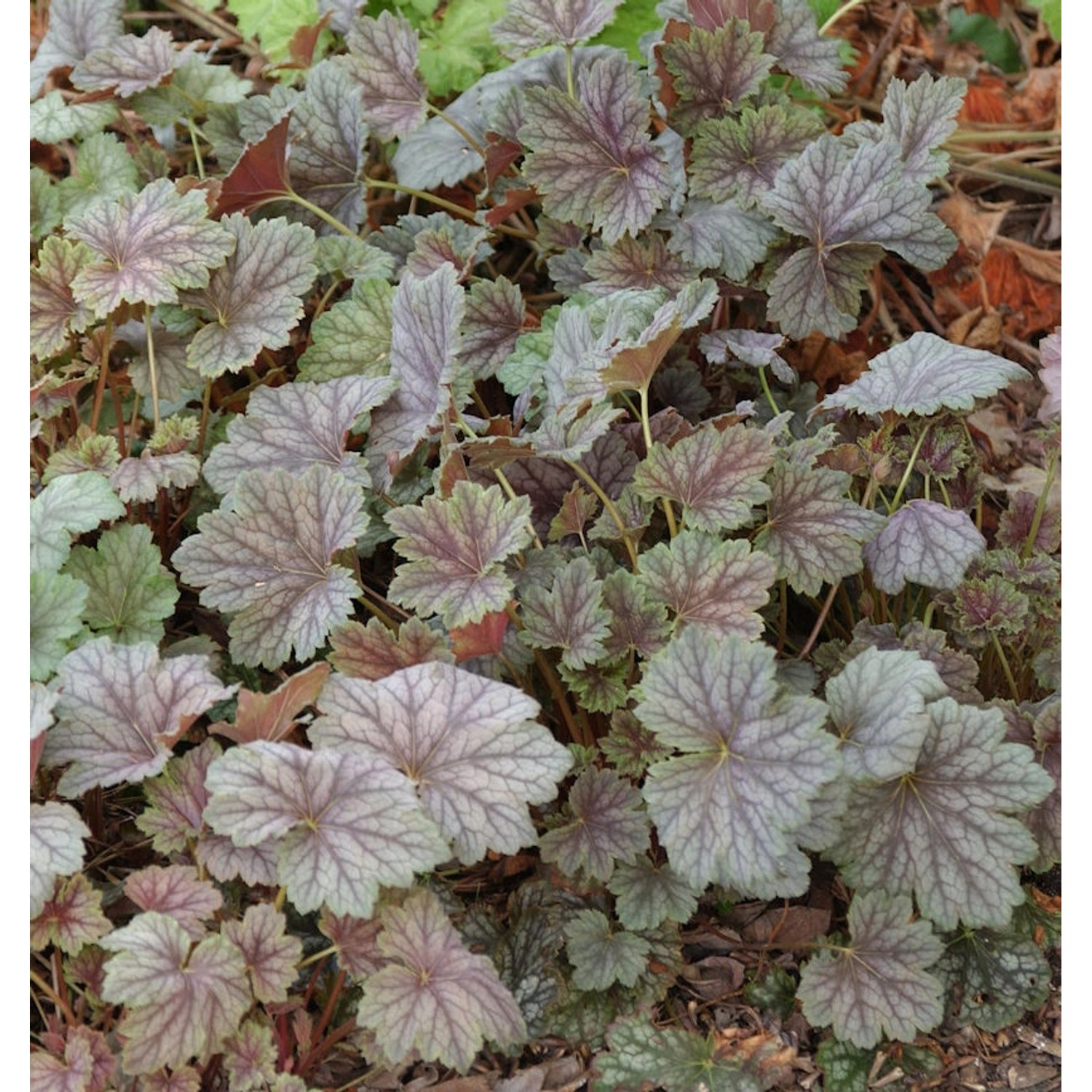 Purpurglöckchen Dales Strain - Heuchera americana günstig online kaufen