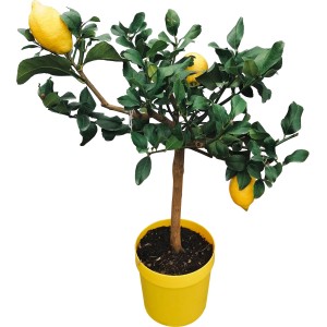 GROW by OBI Citrus Stamm im gelben Topf, ca. 80 cm hoch, mit Zitronen.