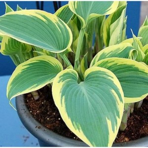 Graublattfunkie 'First Frost' (Hosta tardiana) im Topf, grüne Blätter mit gelbem Rand.