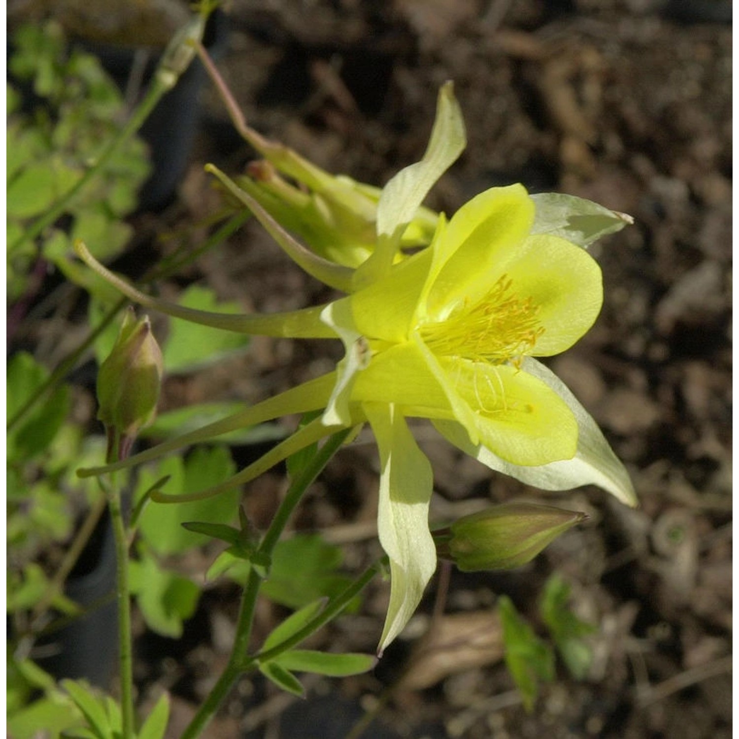 Akelei Maxistar - Aquilegia caerulea günstig online kaufen