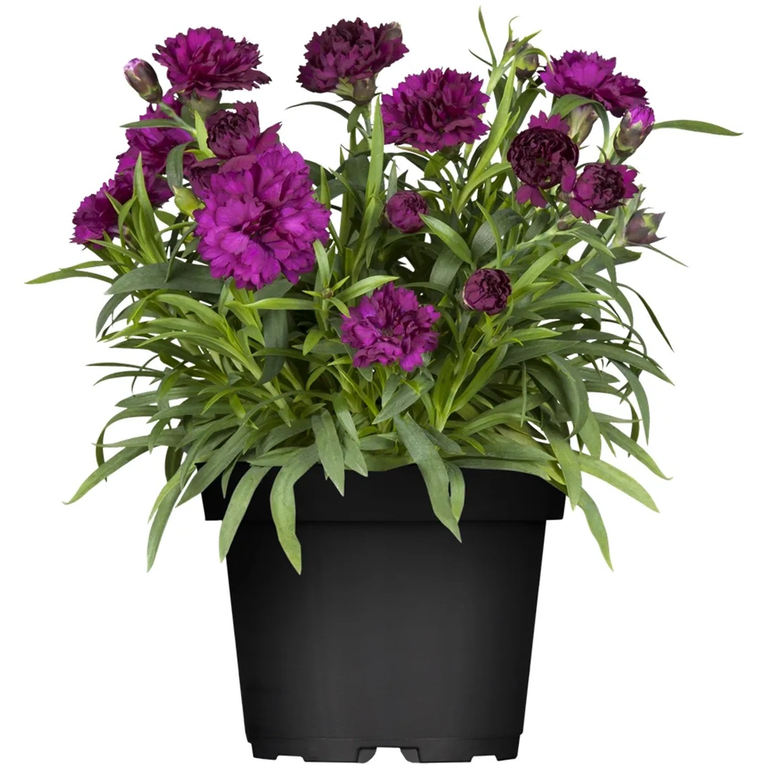 GROW by OBI Dianthus caryophyllus Gartennelke Lila Topf 14 cm kaufen bei OBI
