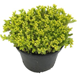 Gelber OBI Mauerpfeffer (Sedum) im Topf, eine pflegeleichte, bodendeckende Staude für den Garten.