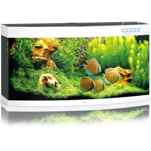 Weißes Juwel Vision 260 LED Aquarium-Set mit gebogener Frontscheibe und Fischen.